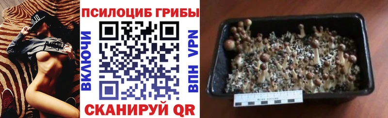 Псилоцибиновые грибы ЛСД  Белоозёрский 